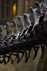 natural history museum, dinosaur bones, london