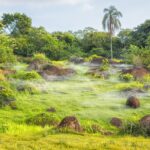 jungle, stones, beautiful flowers