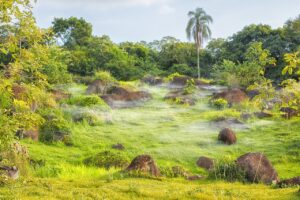 jungle, stones, beautiful flowers