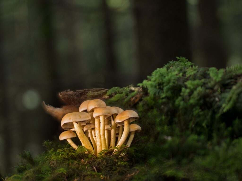 mushrooms, mycology, fungus