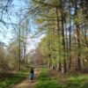 forest, hike, to breathe