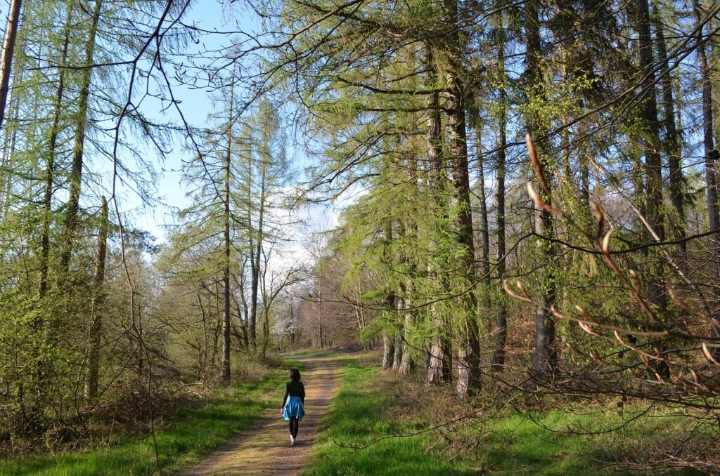 forest, hike, to breathe