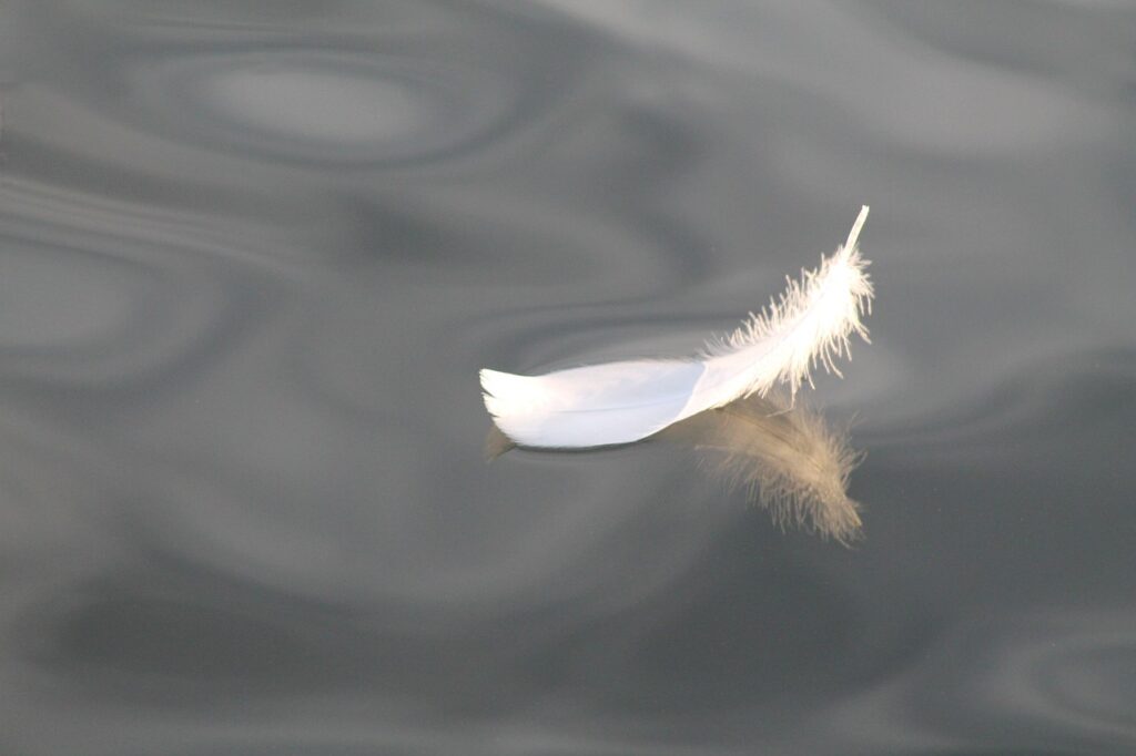 feather, bird feather, lake