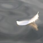 feather, bird feather, lake